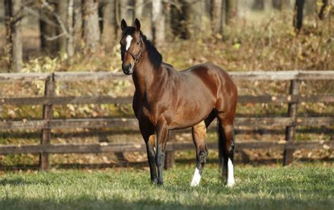 9 Japanese Horse Breeds (with Pictures) | 2024