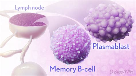 germinal centers – NIH Director's Blog