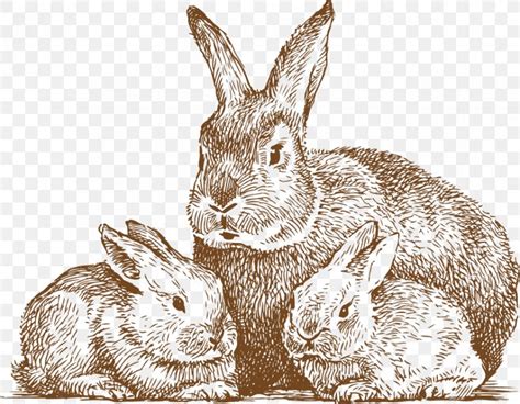 Rabbit Drawing Line Art Photography, PNG, 877x683px, Rabbit, Domestic ...