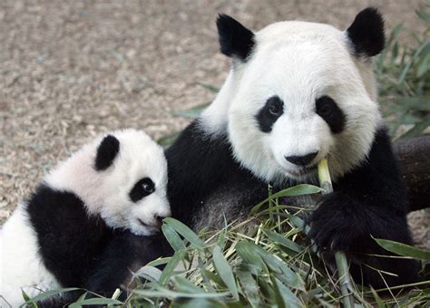 Atlanta Zoo Now Among Even More Exclusive Panda Club – WABE
