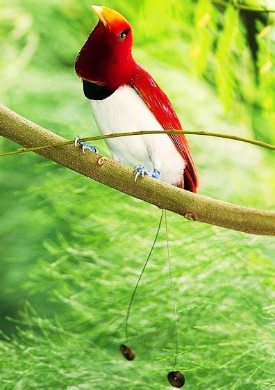 King Bird-of-Paradise