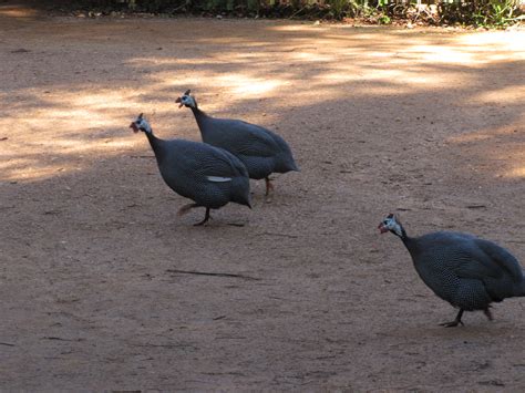 Helmeted Guineafowl - Trevor's Birding