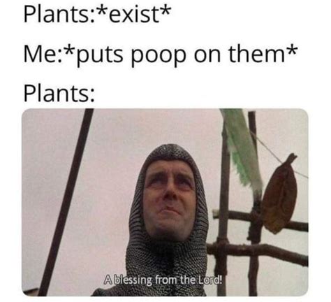 no problemo : r/houseplants