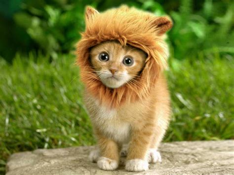 Lion's Mane Cat Hat