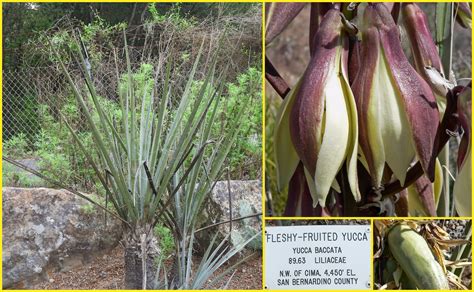 Southern California Desert | Friends of the Regional Parks Botanic Garden