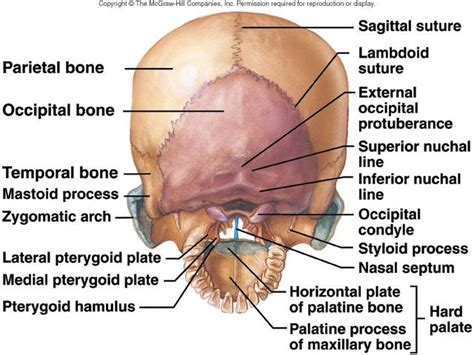 The Occipital Bone | Medical anatomy, Human anatomy and physiology ...