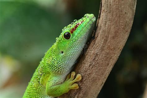 Madagascar Day Gecko, stock photo. Image of amphibians - 31460120