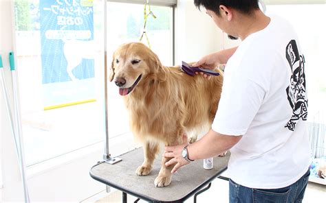 Groom Dog｜埼玉県加須市にあるトリミングサロン・ペットホテル