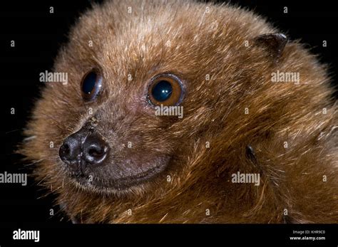 Rodrigues Flying Fox (Pteropus rodricensis), Organization for Bat Conservation, Michigan Stock ...