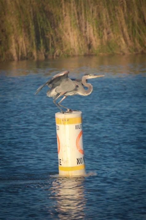 ALABAMA: Fishing Mobile Bay & the Mobile-Tensaw Delta