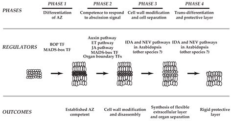 Plants | Free Full-Text | Transcriptional Regulation of Abscission Zones