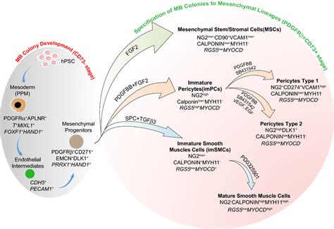 Model of mesoderm-derived mesenchymal cell development through MB ...