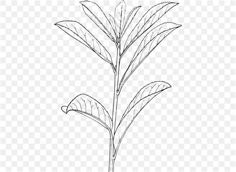 Shrub Drawing Plant Tree, PNG, 444x598px, Shrub, Area, Art, Artwork, Black And White Download Free