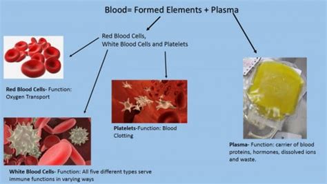 Why You Should Donate Platelets | hubpages