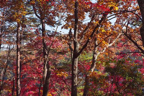 Cloudland Canyon Fall Colors Photograph by John M Bailey - Fine Art America