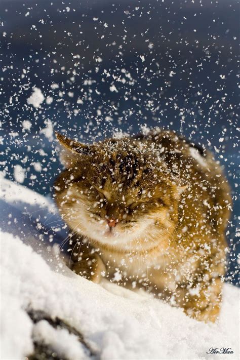 18 adorable photos of cats who can't handle snow - Cottage Life