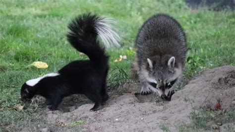 Raccoon and Skunk 4 - YouTube