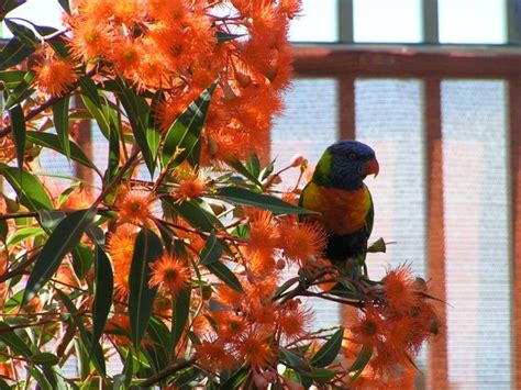 Corymbia Ficifolia Dwarf Orange Grafted 200mm | The Garden Feast