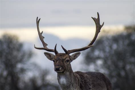 wallpaper deer, antlers, blur HD : Widescreen : High Definition ...