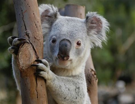 The native wildlife in the Blue Mountains | Wildlife Tours Australia