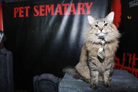 Stephen King’s Pet Sematary Remake Had Cats From Shelters Who Were ...