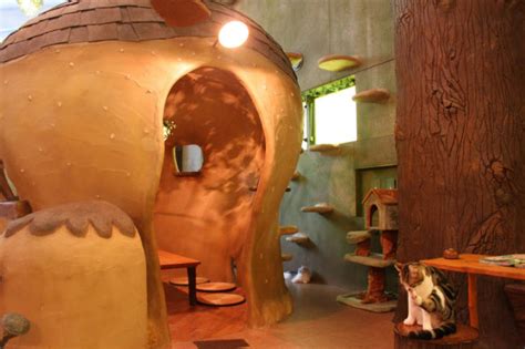 Tokyo Cat Cafe: Find the Fairytale Forest of Temari No Ouchi | Let's experience Japan