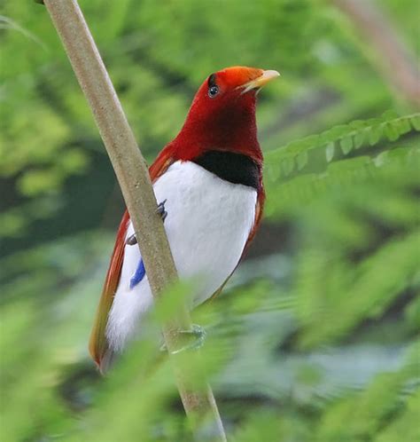 10 Amazingly Colourful Birds-of-Paradise - Owlcation