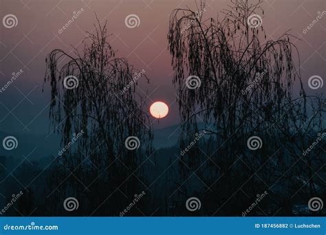 Tree Silhouette during Sunset Stock Photo - Image of nature, sunrise ...