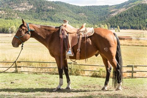 Ranch Horses | Montana Working Cattle Ranch - McGinnis Meadows Cattle ...