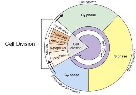 Stages of Interphase Diagram | Quizlet