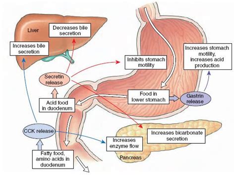 CCK, SECRETIN, GASTRIN @Jacqueline Englund Nursing School Info, Nursing School Motivation ...