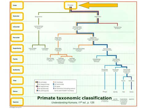 Primate Taxonomy Chart - Minga