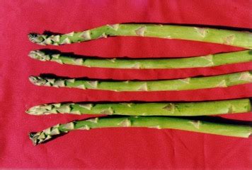 Asparagus Edible Plant