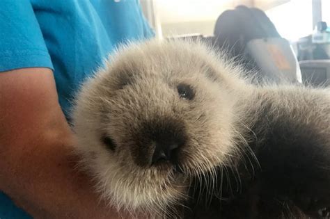 Vancouver Aquarium Cares for Rescued Sea Otter Pup - ZooBorns