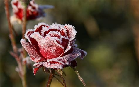HD wallpaper: Frost red rose flower, cold | Wallpaper Flare