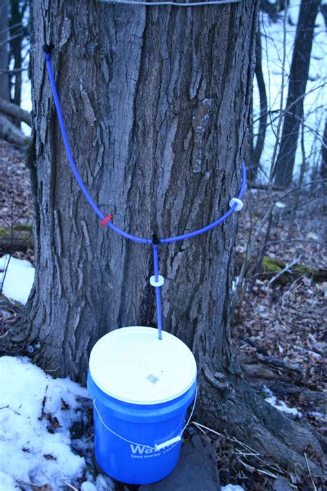 How to Make Delicious Maple Syrup in Your Own Backyard | Syrup, Maple ...