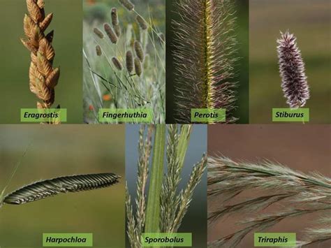 Factsheet -Poaceae