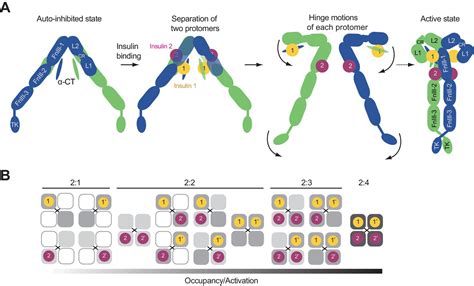 Activation mechanism of the insulin receptor revealed by cryo-EM structure of the fully liganded ...