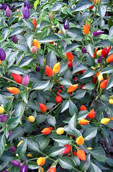 VEGETABLE HOT CHILLI PEPPER BOLIVIAN RAINBOW | Pepper Hot | Premier ...