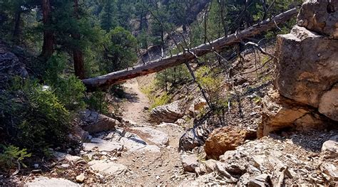 Salida Colorado - Mountain Bike For RX