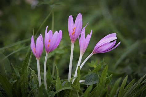 Fall-blooming Bulbs? - Autumn & Showy Crocus | Nebraska Extension in Lancaster County