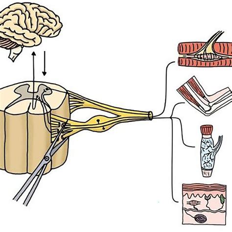 A Superior afferent and efferent nerve fibers. B Section of the ...