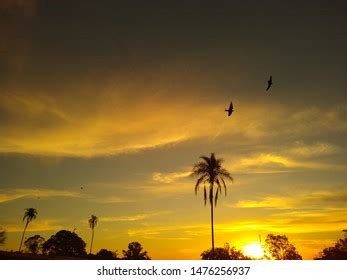 Palm Tree Flying Birds Sunset Background Stock Photo 682117699 ...