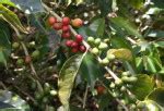 Brazil’s Somar Cuts 2013-14 Coffee Crop View By 3M Bags To 51M Bags, Predicts Rain Damage In ...