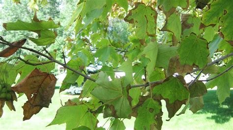 Red Maple Tree Leaves Are Turning Brown And Curling | Leafandtrees.org