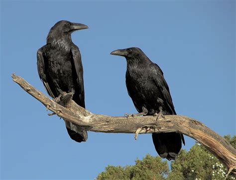 Met this gorgeous birdy in Golden Gate Park yesterday (raven???) : r ...