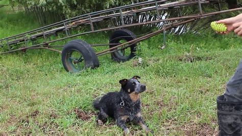 Training Blue Heeler Dog New Tricks in 3 Days - YouTube