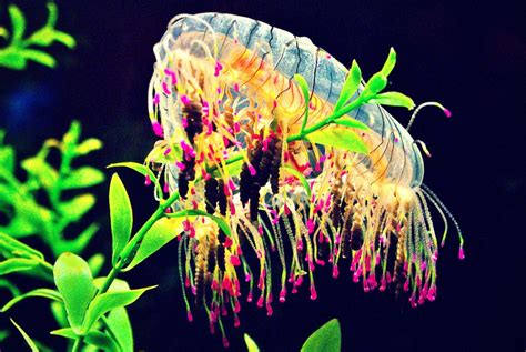 flower hat jelly | Sea life wallpaper, Flower hats, Jellyfish