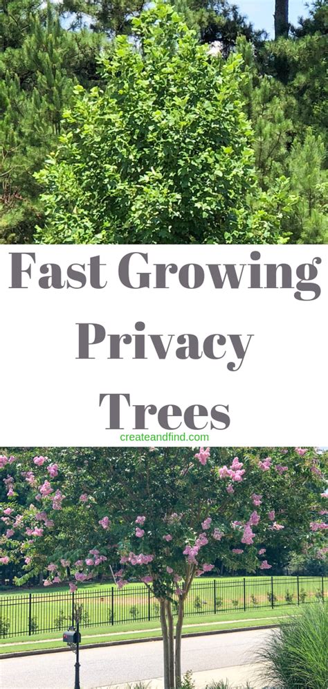 Fast growing privacy trees – Artofit