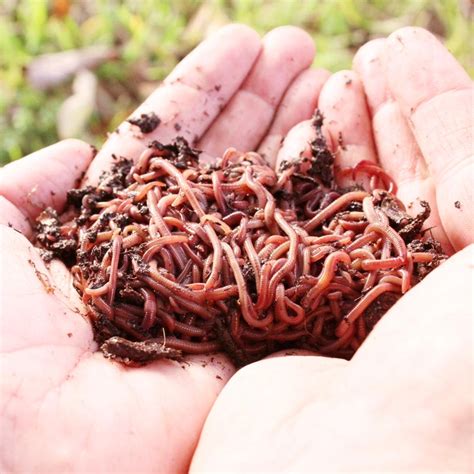 Compost Red Wiggler Live Composting Worms